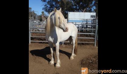 ** Gandalf **  Beautiful Half Draught Horse Stallion  on HorseYard.com.au