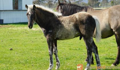 Black silver dapple taffy colt on HorseYard.com.au