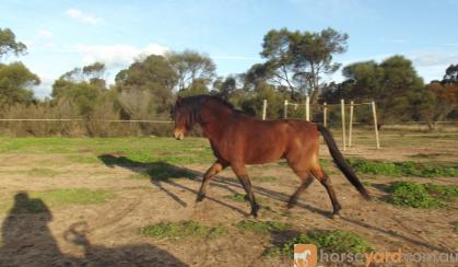 Welsh B Stallion - Registered and Proven Sire - Impeccable Breeding on HorseYard.com.au