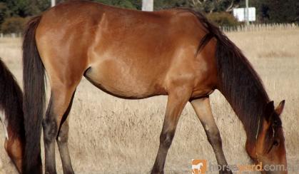 Chocky 18mo Clydie X Australian pony filly great temperament on HorseYard.com.au