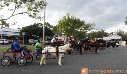 Harness pony on HorseYard.com.au