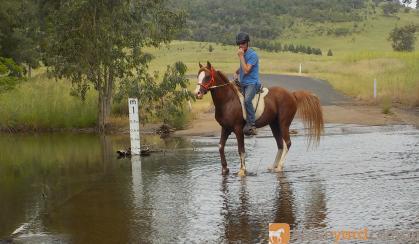 Pure Crabbet Arabian Stallion on HorseYard.com.au