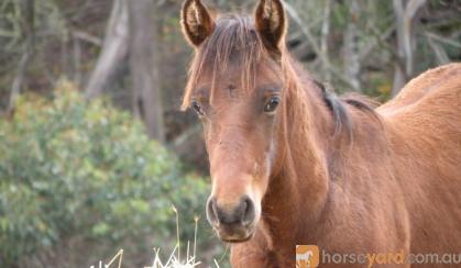 lazy acres heavenly boy [pending ] on HorseYard.com.au