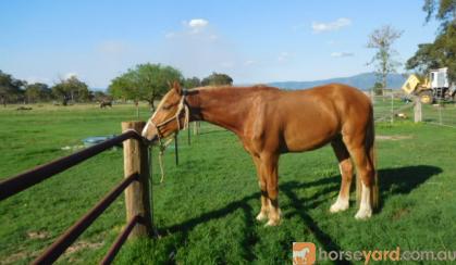 eventing prospect on HorseYard.com.au