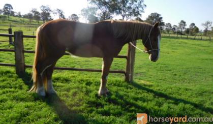 eventing prospect on HorseYard.com.au