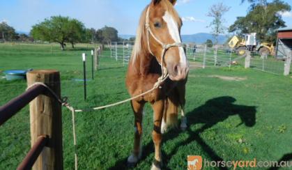 eventing prospect on HorseYard.com.au