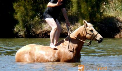 Quiet Golden Palomino QH Mare + VIDEO on HorseYard.com.au