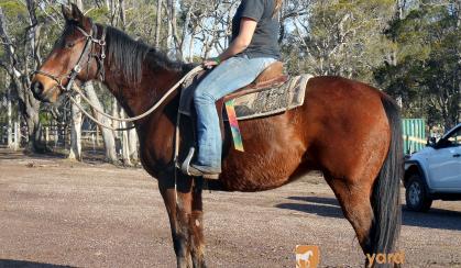 Heavy Set Stock Gelding + VIDEO+ on HorseYard.com.au