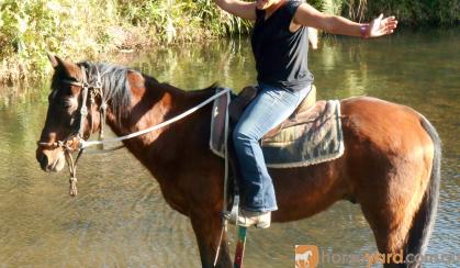 Sensible Quiet Bay Stock Gelding + VIDEO+ on HorseYard.com.au