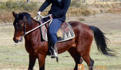 Sensible Quiet Bay Stock Gelding + VIDEO+ on HorseYard.com.au