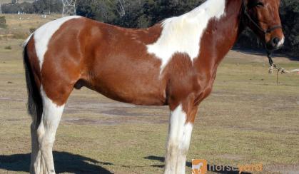 Tri Colour Paint Gelding + VIDEO++ on HorseYard.com.au