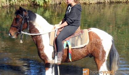 Tri Colour Paint Gelding + VIDEO++ on HorseYard.com.au