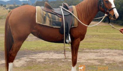 Quiet Stunning Stock Horse X Mare + VIDEO++ on HorseYard.com.au