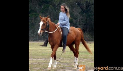 Quiet Stunning Stock Horse X Mare + VIDEO++ on HorseYard.com.au