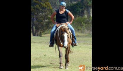 Quiet Taffy QH Mare + VIDEO++ on HorseYard.com.au