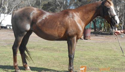 Quiet Taffy QH Mare + VIDEO++ on HorseYard.com.au