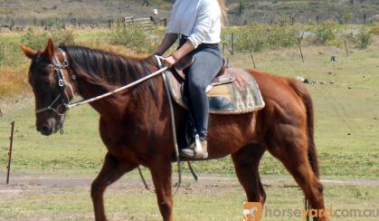 Fun Farm Kids Stock Mare on HorseYard.com.au