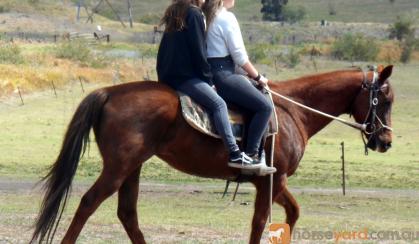 Fun Farm Kids Stock Mare on HorseYard.com.au