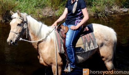 Pretty  Golden Palomino QH Mare on HorseYard.com.au