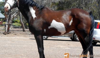 Stunning Paint QH Gelding + VIDEO++ on HorseYard.com.au