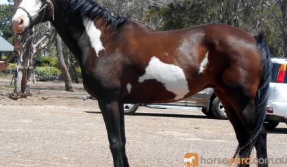 Stunning Paint QH Gelding + VIDEO++ on HorseYard.com.au