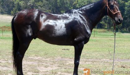 One For The Nervous Riders QH X Gelding + VIDEO++ on HorseYard.com.au