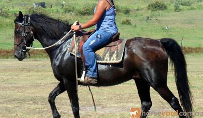 One For The Nervous Riders QH X Gelding + VIDEO++ on HorseYard.com.au