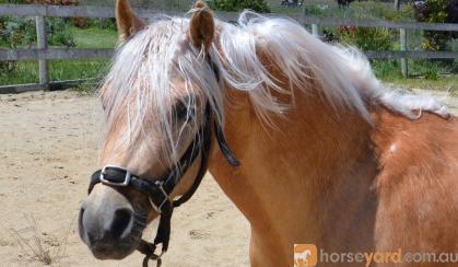 Palomino Part Welsh Gelding on HorseYard.com.au