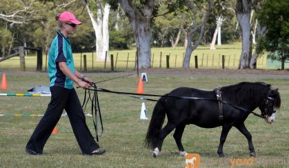 5yo gelding on HorseYard.com.au