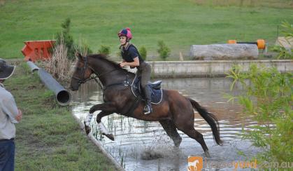 Talented Gelding on HorseYard.com.au