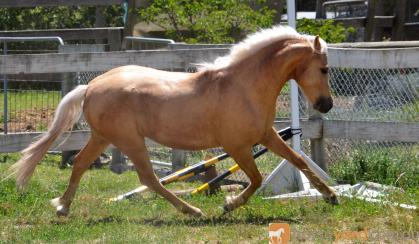 Palomino Part Welsh Gelding on HorseYard.com.au