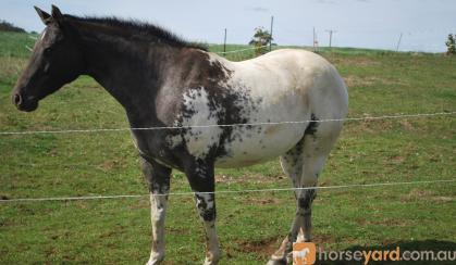 APPALOOSA GELDING - reg AAA Full Blanket-REDUCED PRICE on HorseYard.com.au