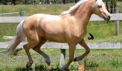 Palomino Part Welsh Gelding on HorseYard.com.au