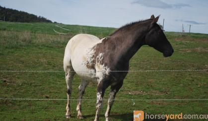 APPALOOSA GELDING - reg AAA Full Blanket-REDUCED PRICE on HorseYard.com.au