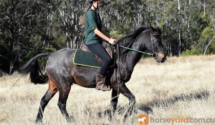 Roan Gelding with Super Personality on HorseYard.com.au