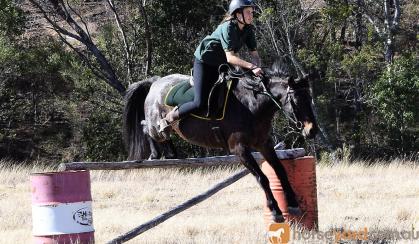 Roan Gelding with Super Personality on HorseYard.com.au