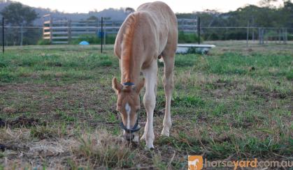 2016 Gold Champagne Quarter Horse Colt on HorseYard.com.au