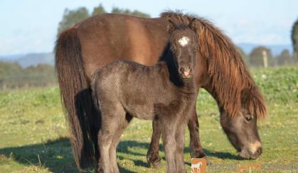 Miniature Horse Mare Full American on HorseYard.com.au