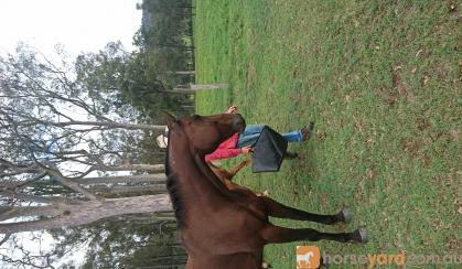 Standardbred gelding on HorseYard.com.au