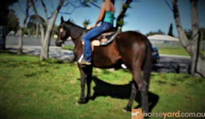 SUPER QUIET AUSTRALIAN STOCK HORSE GELDING on HorseYard.com.au