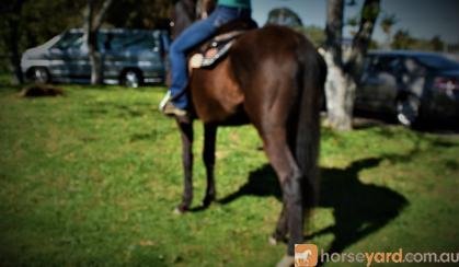 SUPER QUIET AUSTRALIAN STOCK HORSE GELDING on HorseYard.com.au