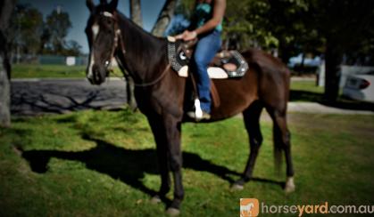 SUPER QUIET AUSTRALIAN STOCK HORSE GELDING on HorseYard.com.au