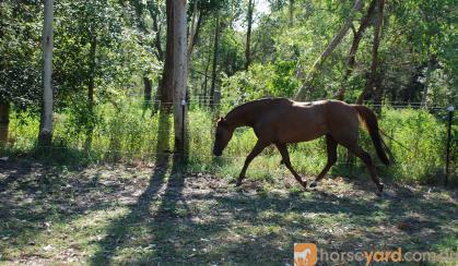 Exquisite Broodmare and Foal at Foot on HorseYard.com.au