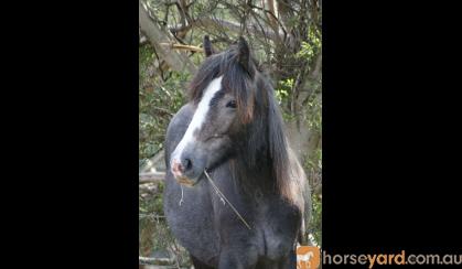 75% Gypsy Cob Gelding on HorseYard.com.au