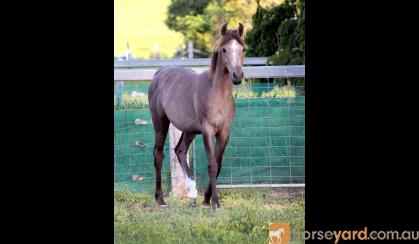 RARE Chelleason Crown Jewel Colt on HorseYard.com.au