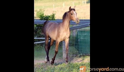 RARE Chelleason Crown Jewel Colt on HorseYard.com.au