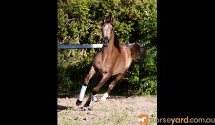 RARE Chelleason Crown Jewel Colt on HorseYard.com.au