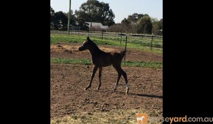 Gorgeous Purebred filly on HorseYard.com.au
