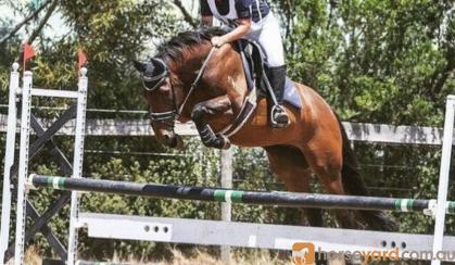 Fuss free all rounder/eventer on HorseYard.com.au