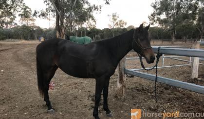 Quarter horse x Stockhorse filly on HorseYard.com.au